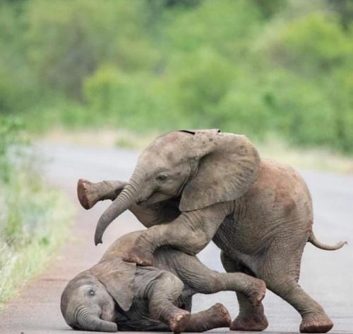 70985036_2755686057797460_3729610614704701440_o