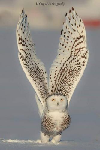 51341389_1060066647511519_5725614408307048448_n