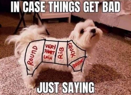 dogs16