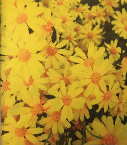 81016C38-33AB-4454-B5AE-15B5750555FB