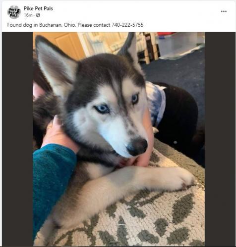 found dog