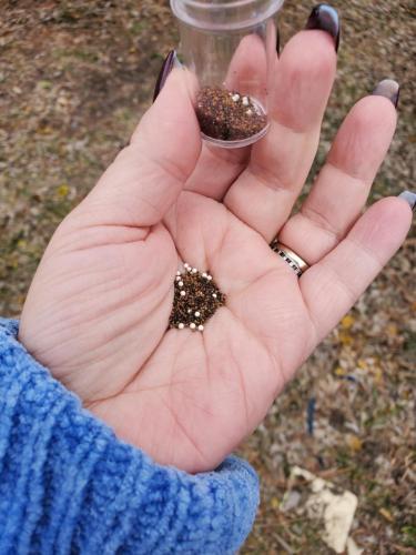 Poppy seed planting 21