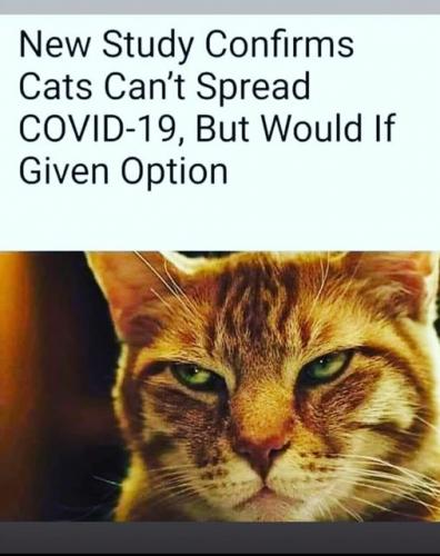 study confirms cats cannot spread covid but would if given option angry kitty