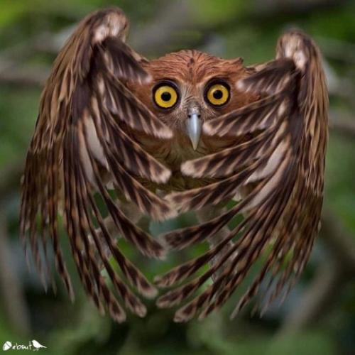 tumblr_289202d8e0742ab9f832e92f39f83ef0_555cd838_540