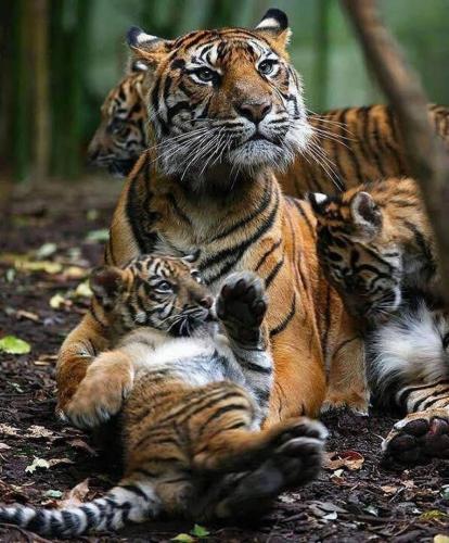 149510737_114685187259519_8085638031282749304_o