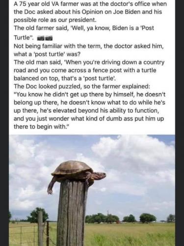Turtle