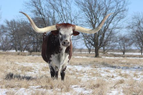 146652917_6260796940339_1706470249728563586_n