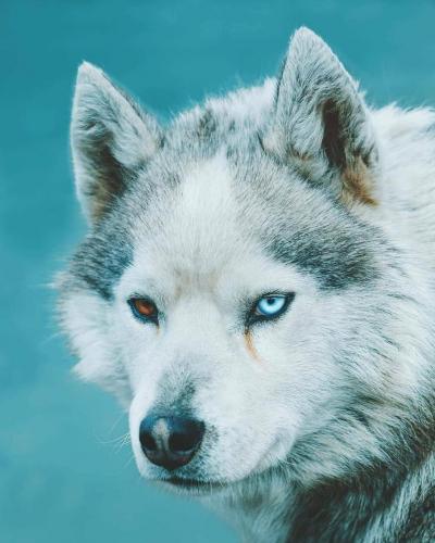 146874505_113076750753696_5198422999983633904_o