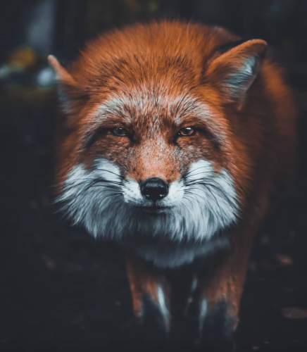 fox