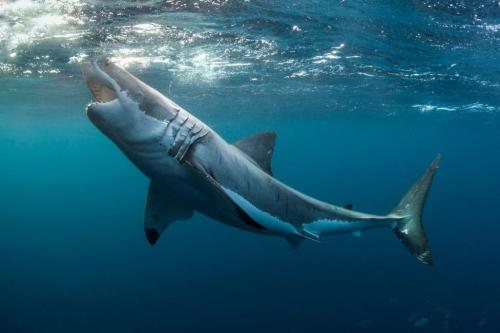 35463919_10209226687504426_8373120459599773696_o