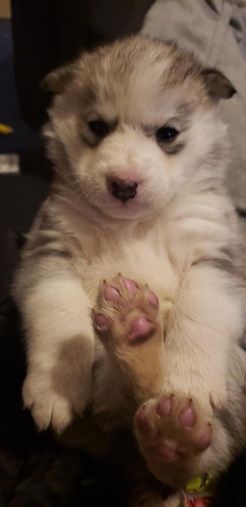 10:18:37 GMT-0500 (EST)