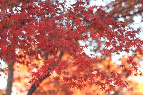 31668567136_c360cc9eae_o