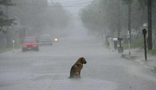 saddest-dog-ever