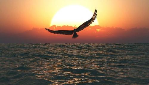 Soaring_Bird