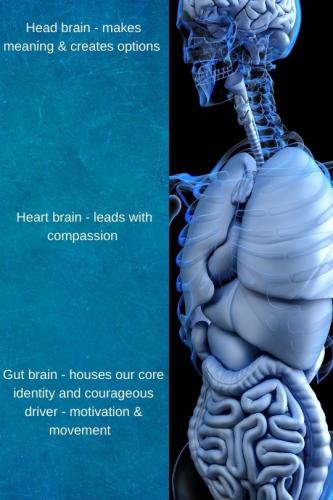 mBraining-head-heart-gut (1)