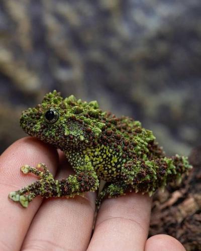 Mossy Frog