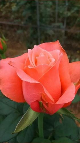 11:29:52 GMT-0600 (CST)