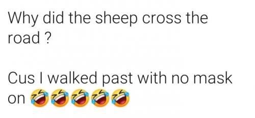 Sheep