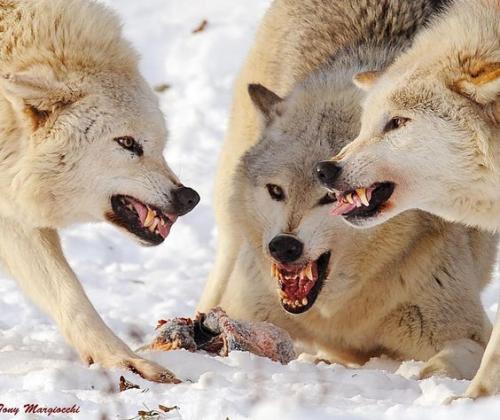 8b988a6d66b3bbd1874f541c893e1ad1