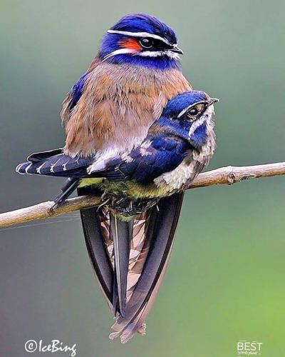 156944702_1812685115564359_119133530018470300_n