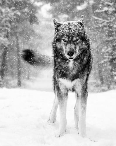 e31e34d2fe18673011d58683e36e80b9