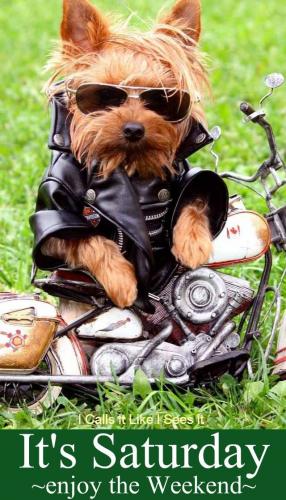 DOG BIKER