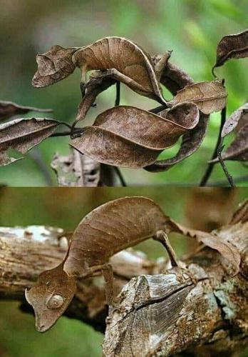 Uroplatys Phantasticys is a species of gecko native to the island of Madagascar.