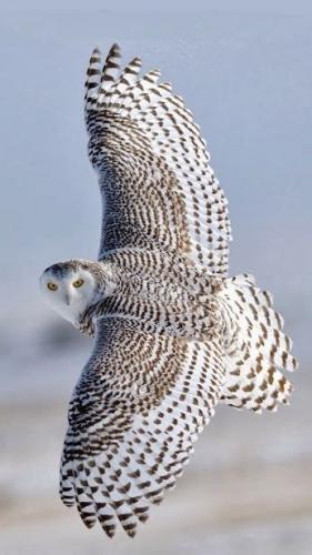 tumblr_df660b74ac0d20d59b18267f8a4eba51_47c68012_500