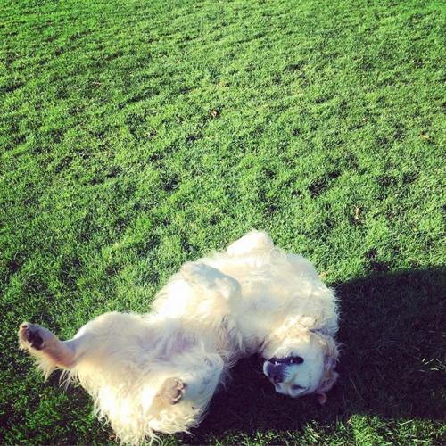 12093721_1658444564394419_866235462_n