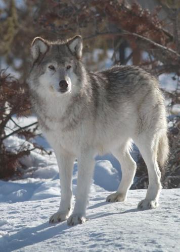 c7731e9f0b53434f6d7b239b4a3fa83e