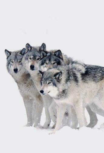 99c4275045a3649c0f6f9bc86621edbd