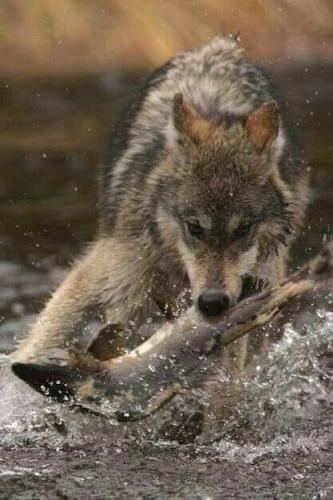 15107403_10205754287536597_704663458022536985_n