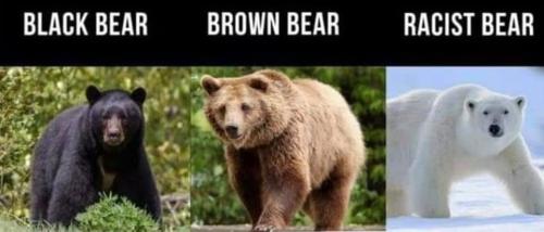RACIST BEAR