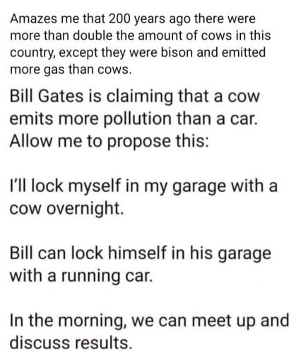 cows