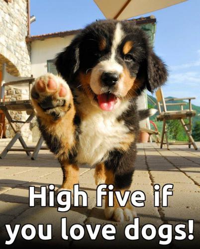 HIGH FIVE