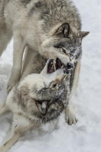 ed6e6301422cd717c4141c5ce9a4e247