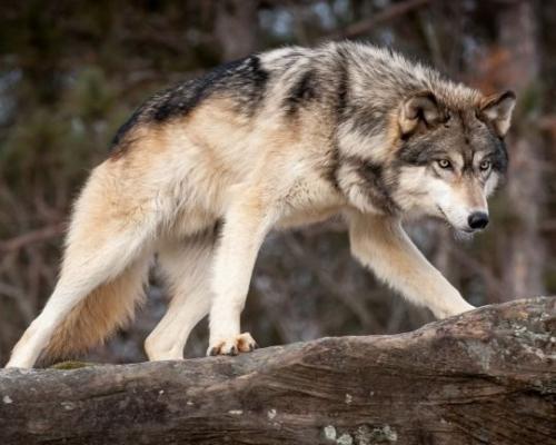 80a6dcb48a756d8716547534ca1c634d