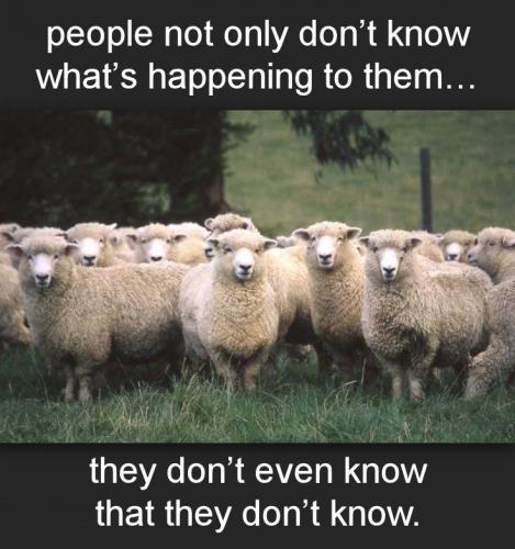 sheeple31