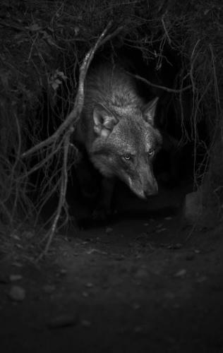 tumblr_10553a8bf38365003321473d2d3a4b04_22f94beb_640