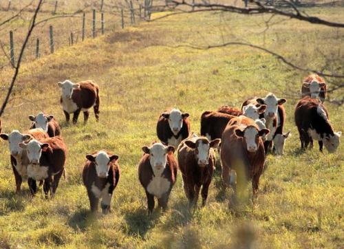 96cdeecabad02025e6041678bb0234cf