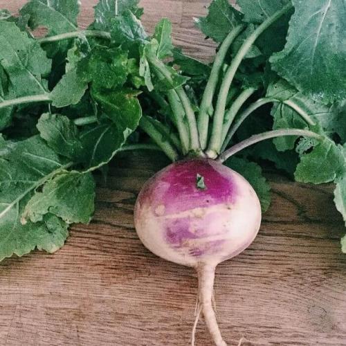 turnip