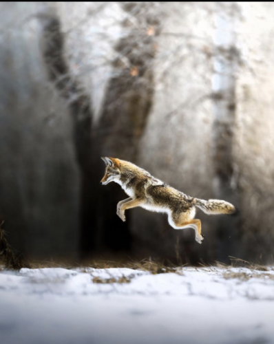 tumblr_345f491a5ac7ff5e0d413da41b813054_9267bfb1_540