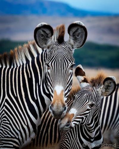 163228721_1826418340857703_6001856469067033932_o