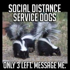 SOCIAL DOGS