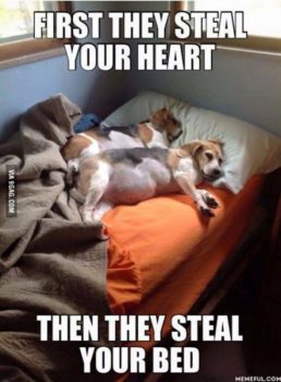 steal-your-heart-