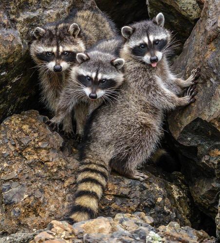 158264758_1529364400596238_2965953015173089495_o