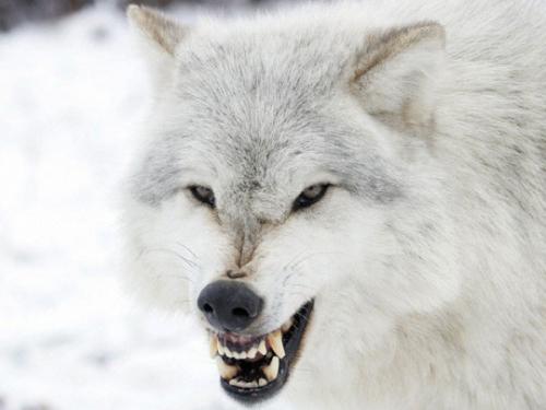 tumblr_pwtmg6PI2g1rz49fvo1_540