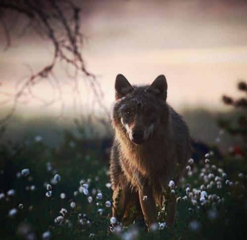 tumblr_d69a11db7b2dd2278bc93885e4be2230_0e23bfb0_540