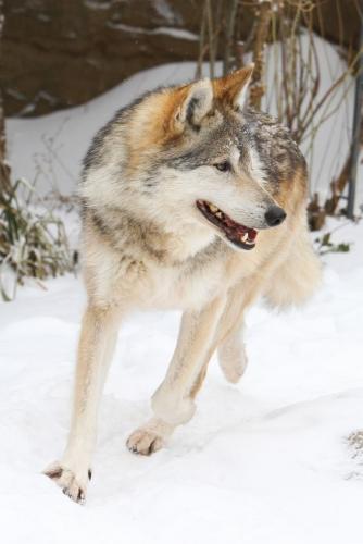 b33a6c829735f61af63b69ae9b0e6ead