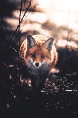 tumblr_d002b911a4fbbe01d336412fd68fad17_f673f332_540